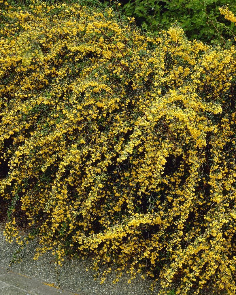 Berberis stenophylla